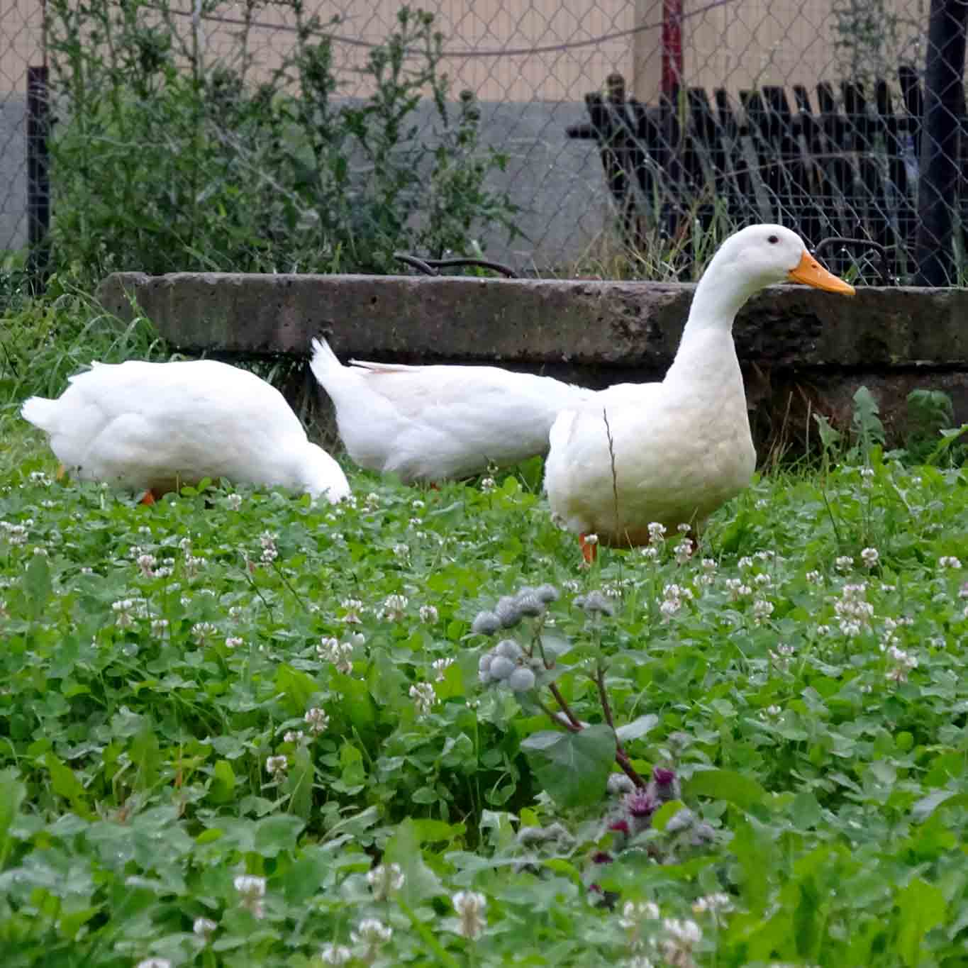 Noch schnettern die Gänse im saftigen Grün, bevor sie als Braten in der Röhre landen.