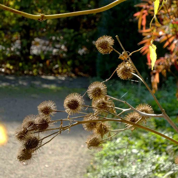 Kletten im Hildegardgarten in Bingen.