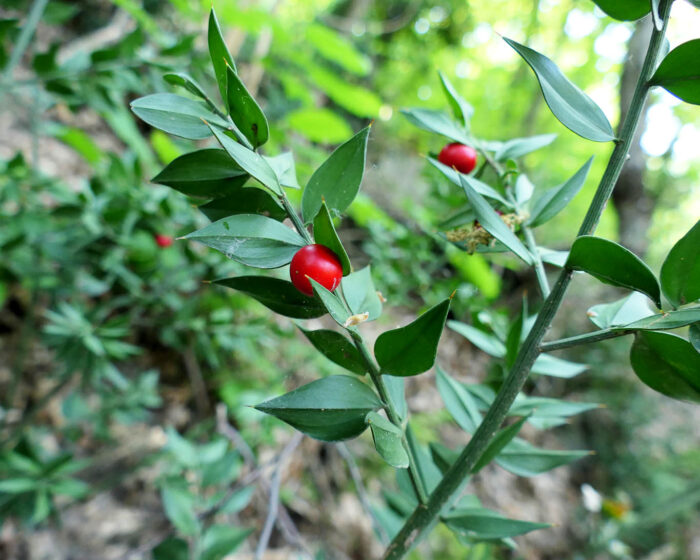 Mäusedorn im Wald am Fusse des Felsens Sacra San Michele im Piemont.