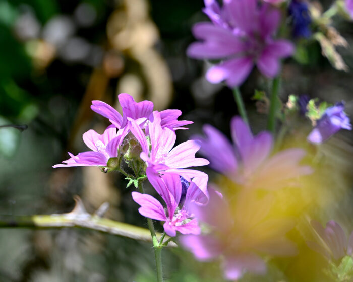 Malva sylvestris ist die Wilde Malve mit den heilenden Kräften. Sie ist eine zuverlässige Helferin für die Brust und den Bauch, die Atmung und die Verdauung.