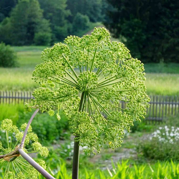 Engelswurz wird auch Angelika genannt. Es besteht Verwechslungsgefahr mit dem Gefleckten Schierling. Dieser ist giftig!