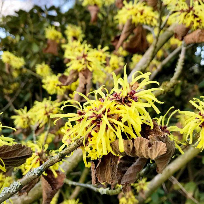 Die Virginische Zaubernuss ist auch bekannt unter den Namen Hamamelis oder Herbstblühende Zaubernuss.