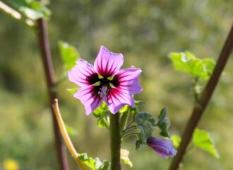 Malva sylvestris wilde Variante