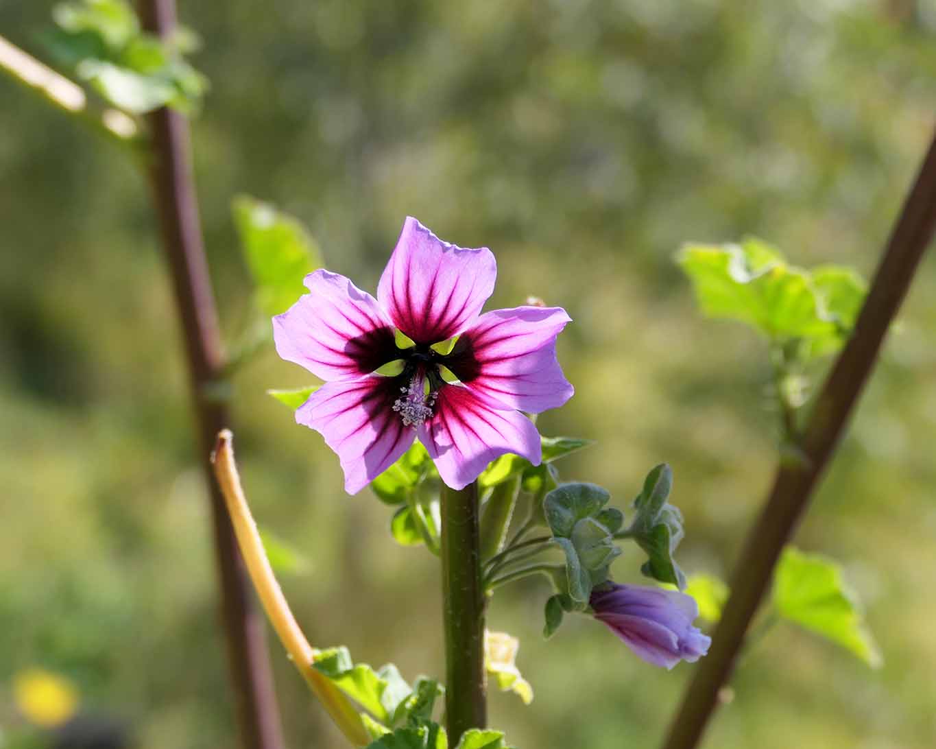 Malva sylvestris wilde Variante