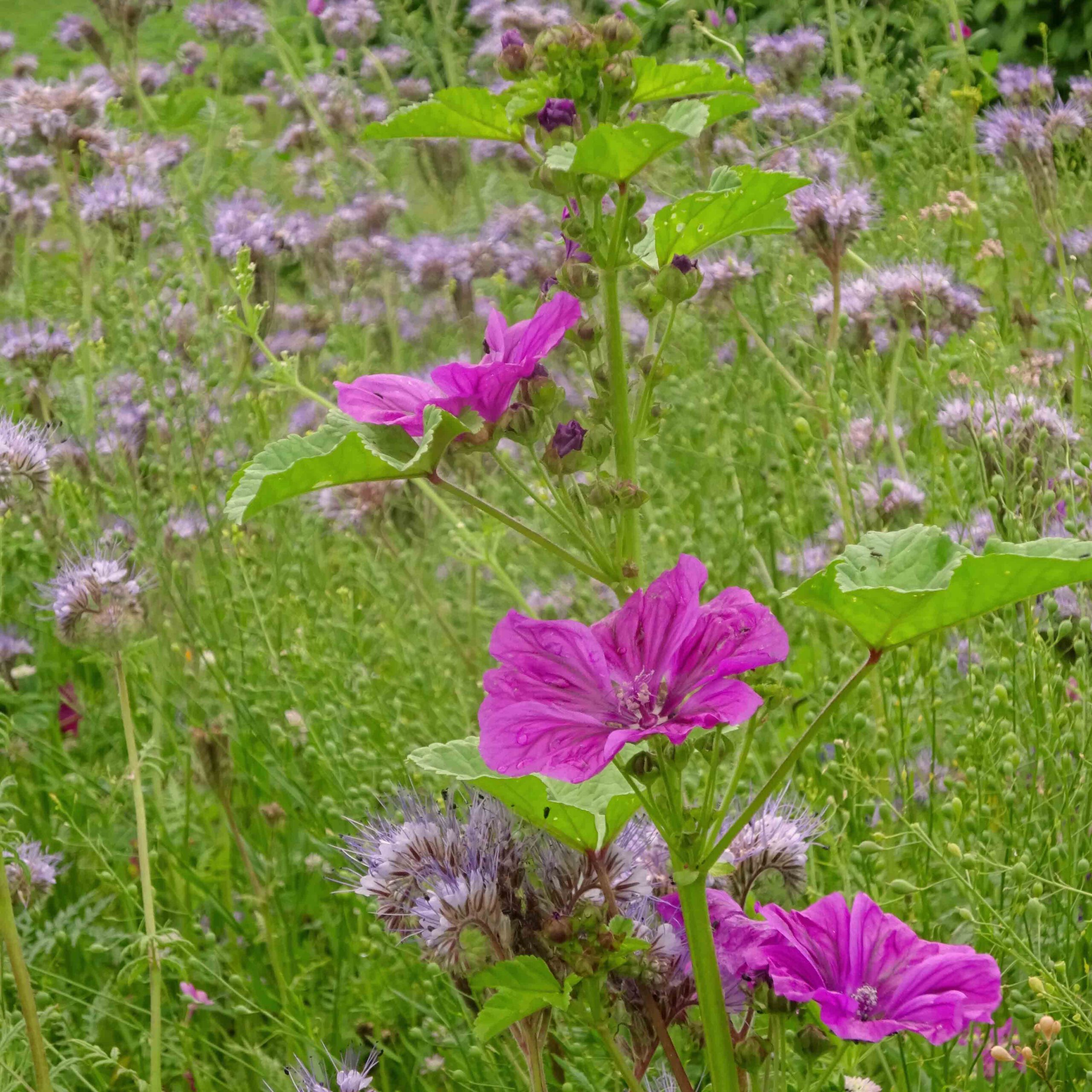 Die wilde Malve ist auch als die große Käsepappel oder Feldmalve bekannt.