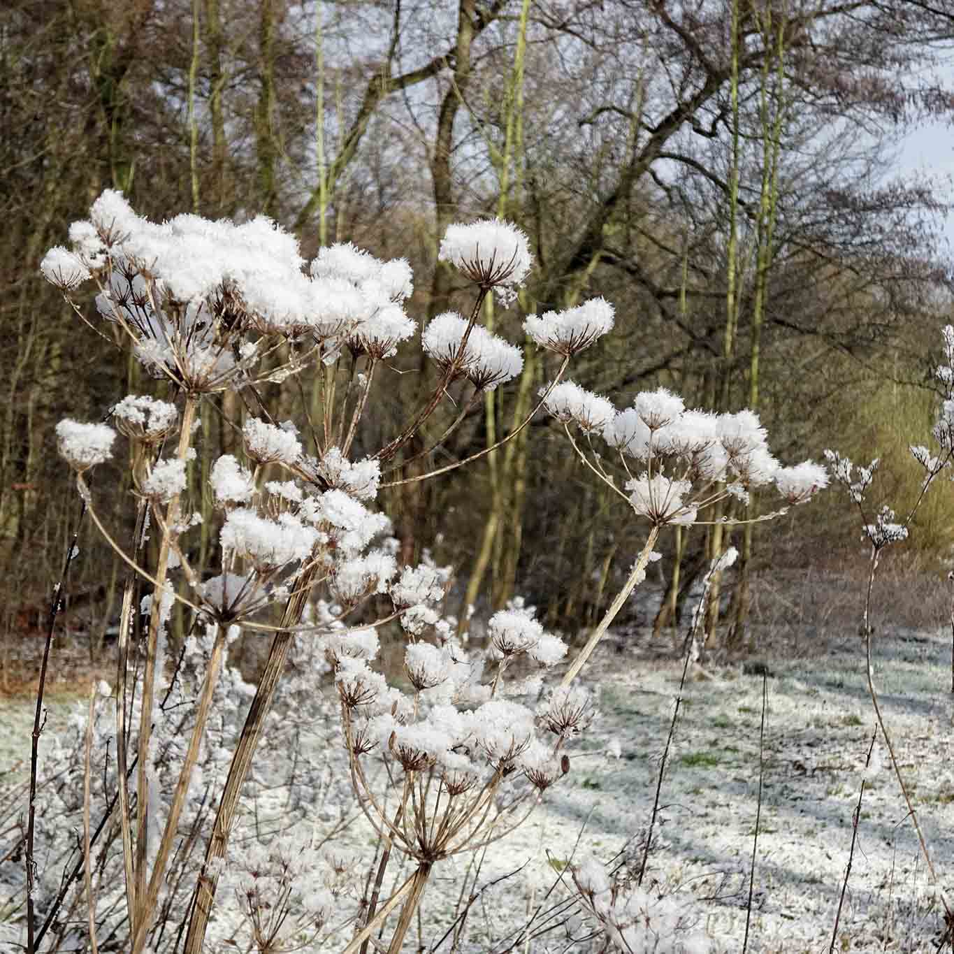 mit Schneehäubchen versehene Schierlingspflanze im Winter