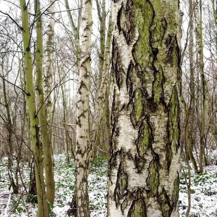 Birkenbäume sind leicht an ihren weissen Stämmen zu erkennen.