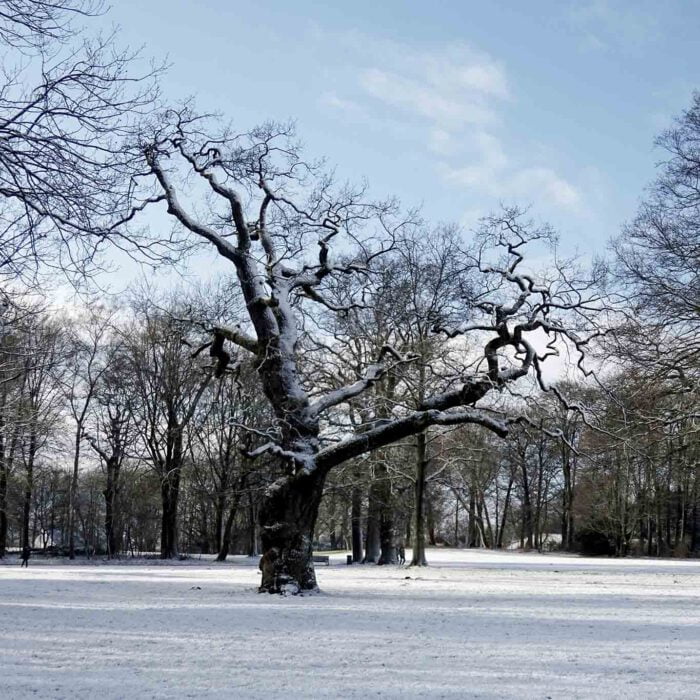 Im Winter ohne Laub zeigt sich die wahre Gestalt der Eiche.