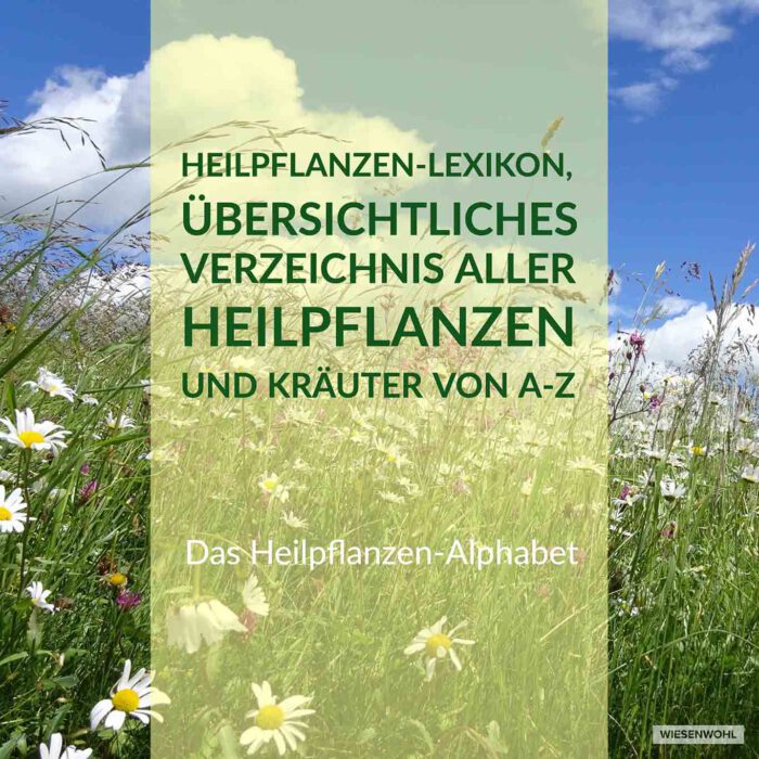 Banner Heilpflanzen Alphabet Wiesenwohl. Das Heilpflanzen-Lexikon umfasst ca. 200 Kräuter und Pflanzen, die mit ihren Heilwirkungen beschrieben sind.