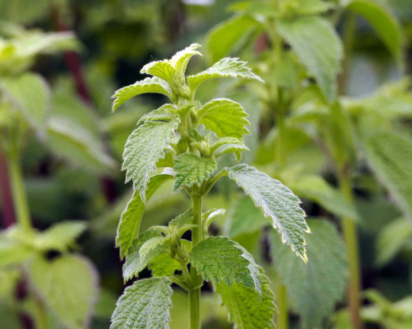 Schwarznessel - ballota nigra - das vergessene Beruhigungsmittel im Botanischen Garten der Goethe-Universität Frankfurt am Riedberg.