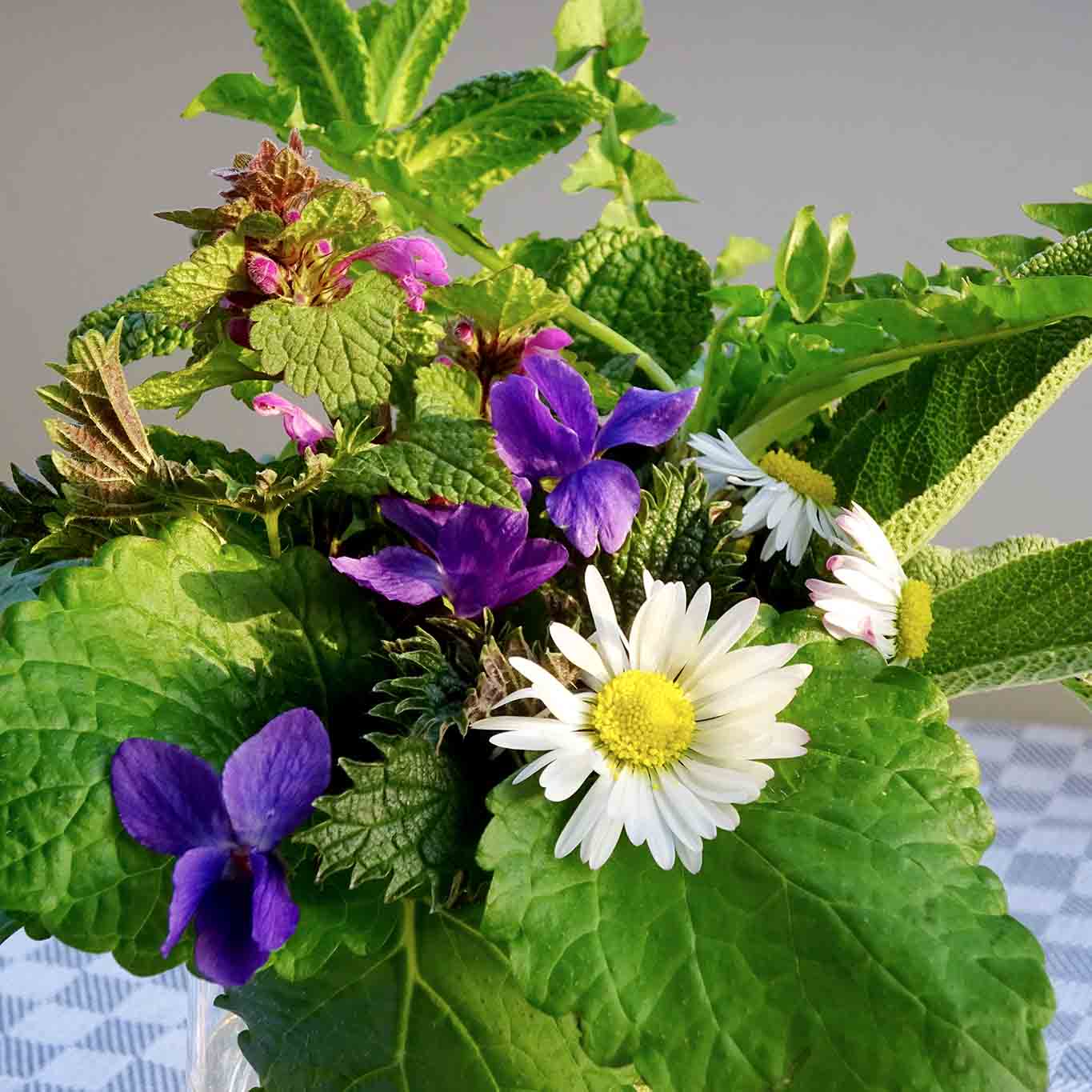 Sieben Kräuter gegen Frühjahrsmüdigkeit: Taubnessel, Gänseblümchen, Veilchen, Brennnessel, Pfefferminze, Melisse, Salbei.