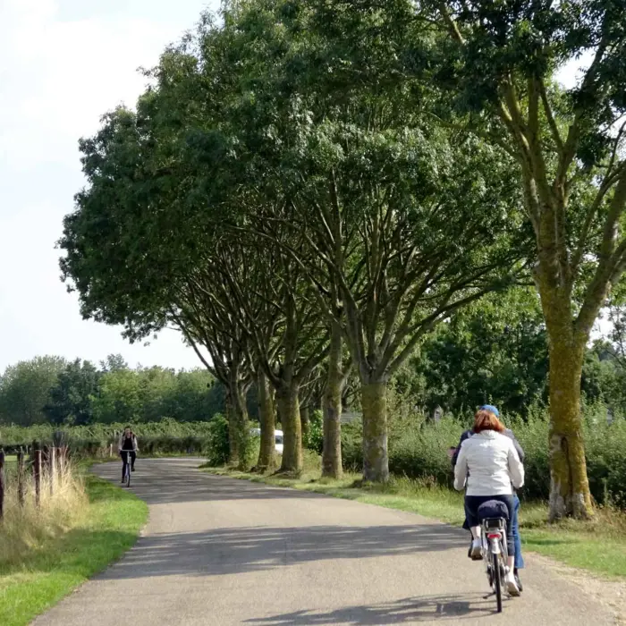 Eschenallee an der belgisch-niederländischen Grenze mit den typischen Radfahrerinnen.