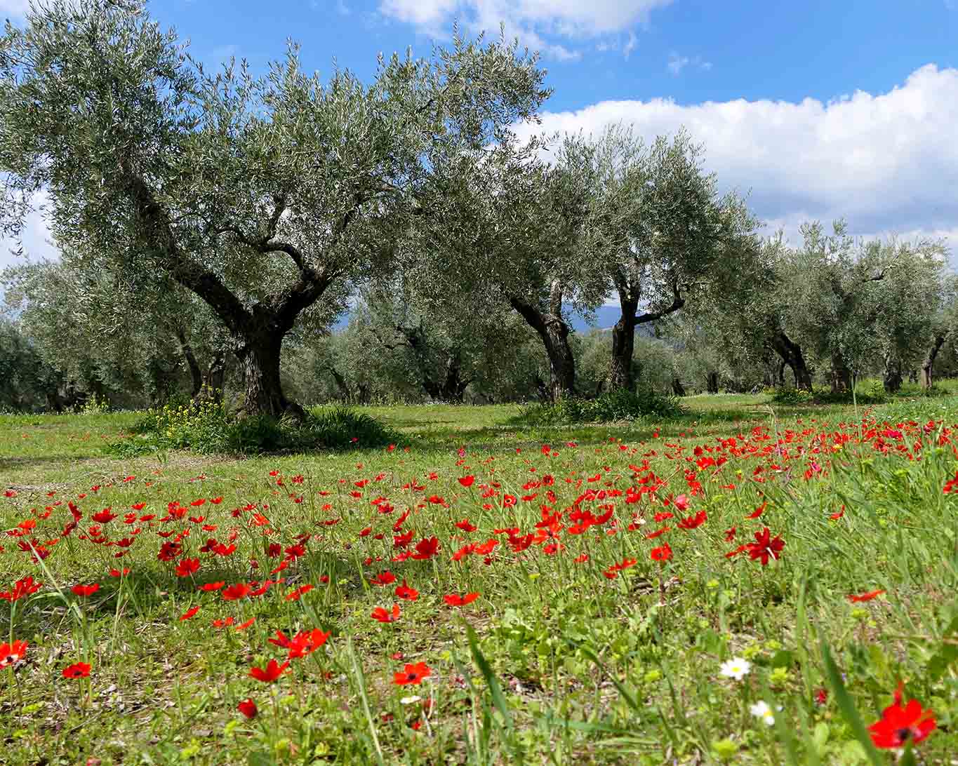 Knorrige alte Olivenbäume in den griechischen Olivengärten rings um Delphi in der Nähe von Kirra.