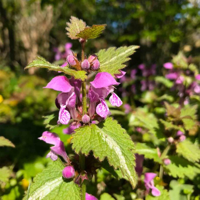 Die Stängelumfassende Taubnessel ist eine Bienenweide und taugt leider nicht als Heilkraut.