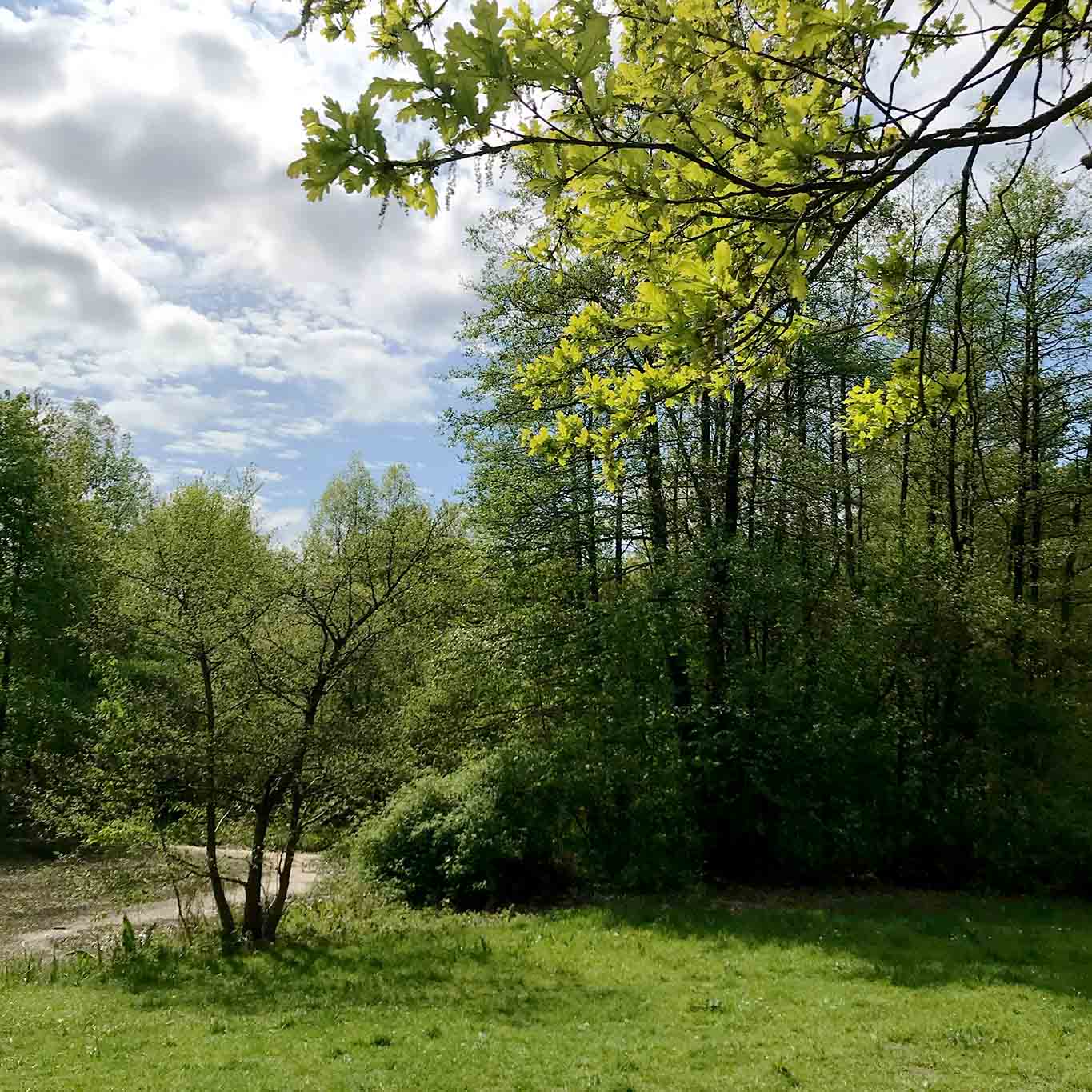 Frühling im Wandsetal.