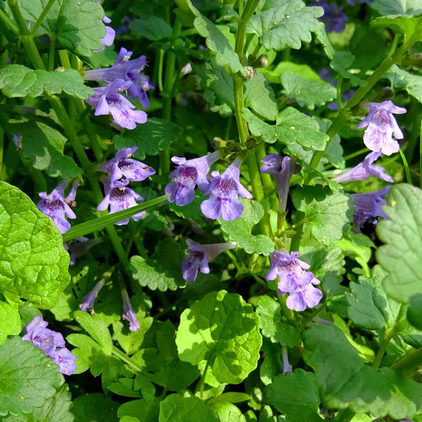 Königsblau durchwirkte Wiesenteppiche bilden die zarten kleinen blauen Blüten des Gundermanns.