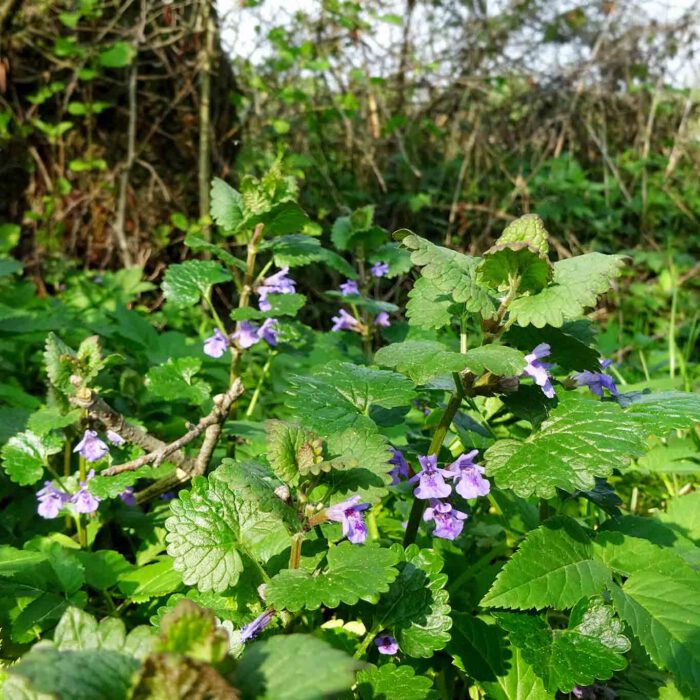 Die kleinen blauen Blüten verstecken sich unter den runden Blättern und lugen bei Sonnenschein hervor.