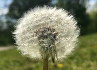Pusteblumen sind die Fruchtstände des Löwenzahns. Wie kleine Fallschirmspringer segeln sie bei einem kräftigen Windstoss durch die Luft.