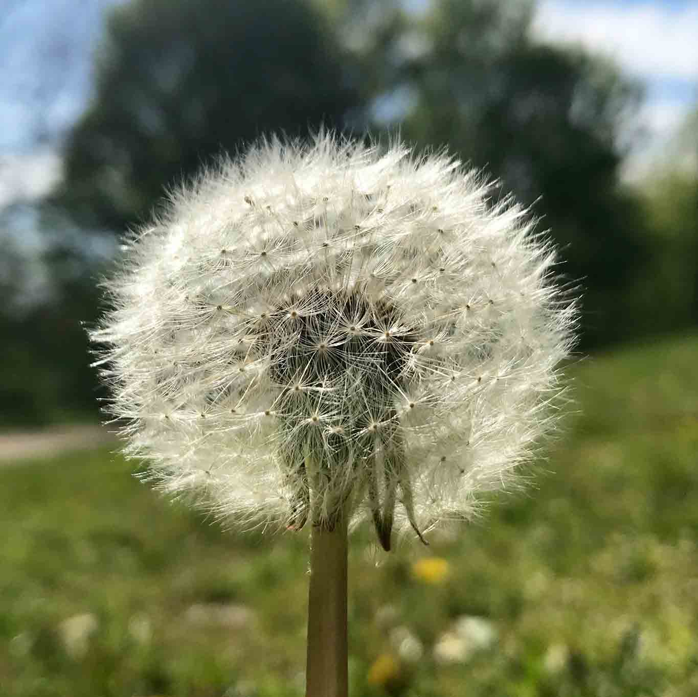 Pusteblumen sind die Fruchtstände des Löwenzahns. Wie kleine Fallschirmspringer segeln sie bei einem kräftigen Windstoss durch die Luft.