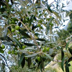 Olivenblätter haben in der Verwendung als Tee eine entwässernde Wirkung.