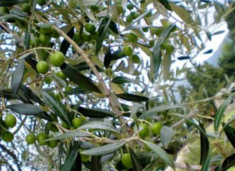 Olivenblätter haben in der Verwendung als Tee eine entwässernde Wirkung.