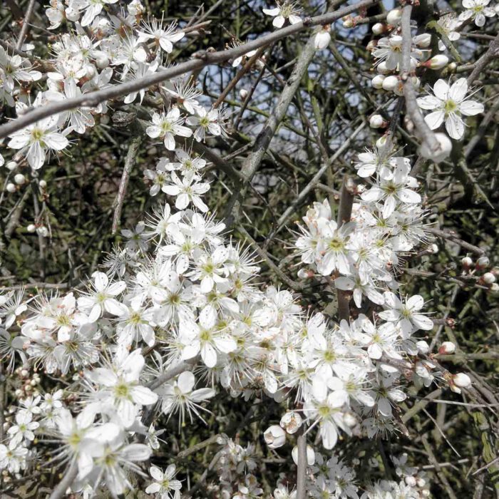 In weisse Hecken verwandeln die kleinen zarten Blüten die Schlehensträucher.