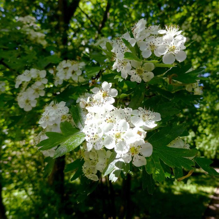 Weissdornblüten im Herrenhäuser Garten zu Hannover.