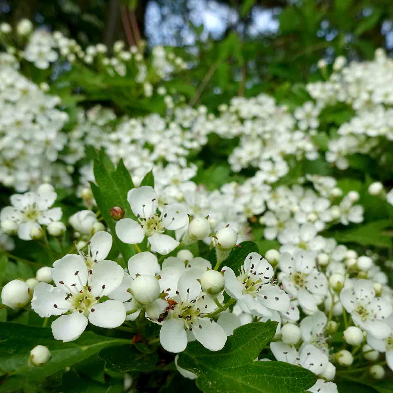 Blühende Weissdornhecken schmücken Weges- und Ackerränder im Frühling.