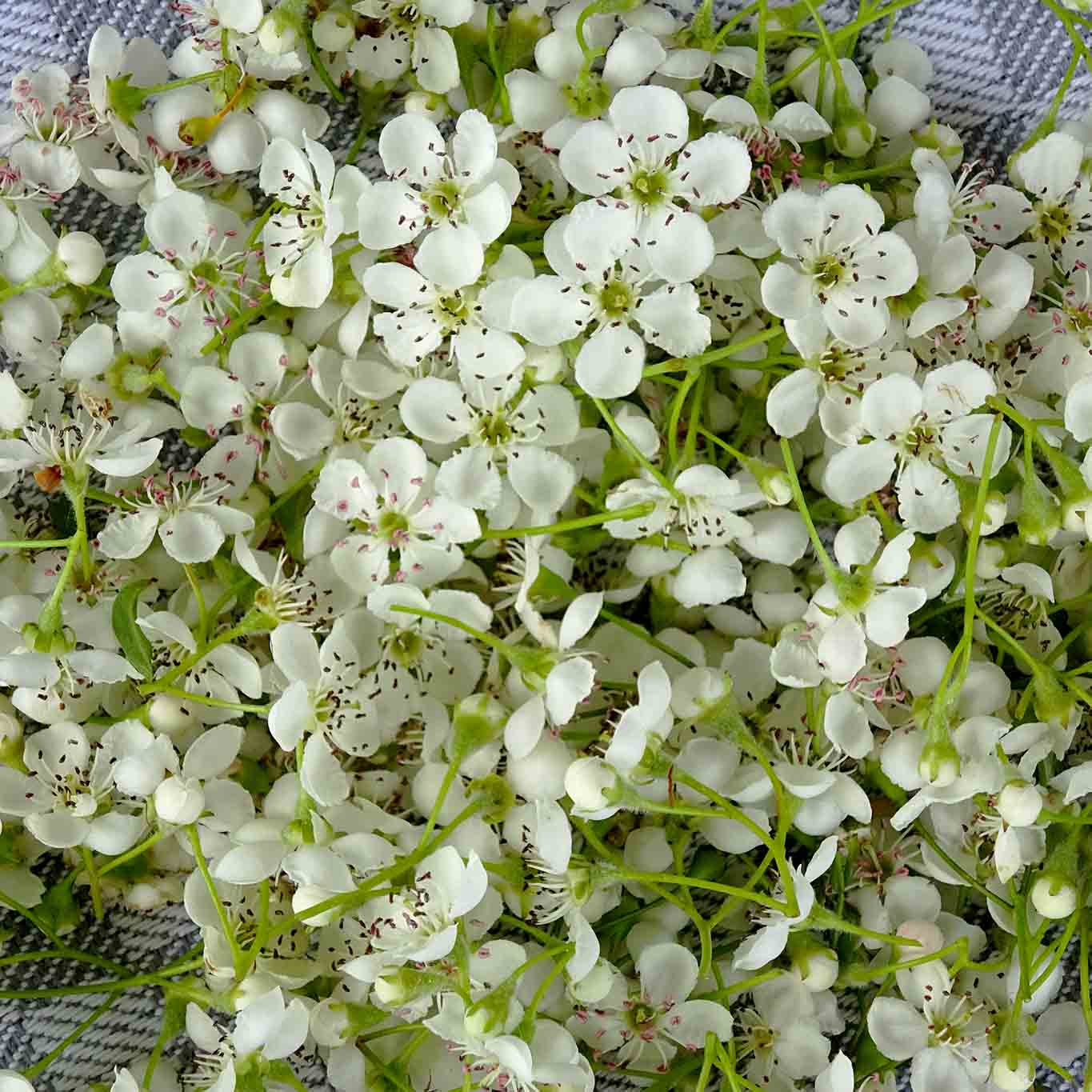 Vier gute Gründe fürs Sammeln von Weissdornblüten