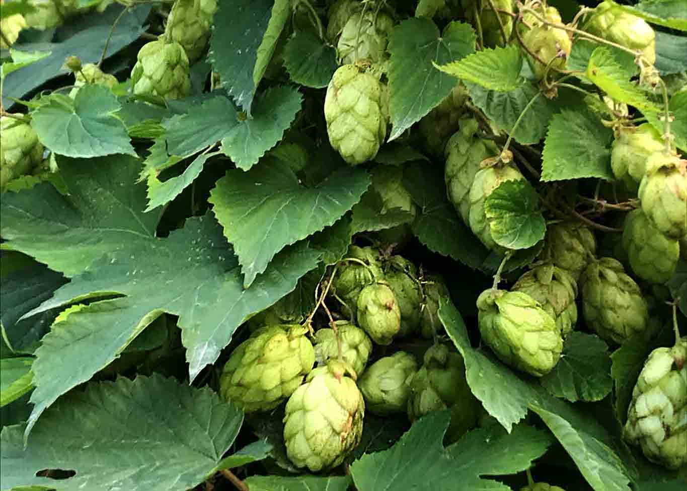 Guter Schlaf mit der Würze des Hopfens.