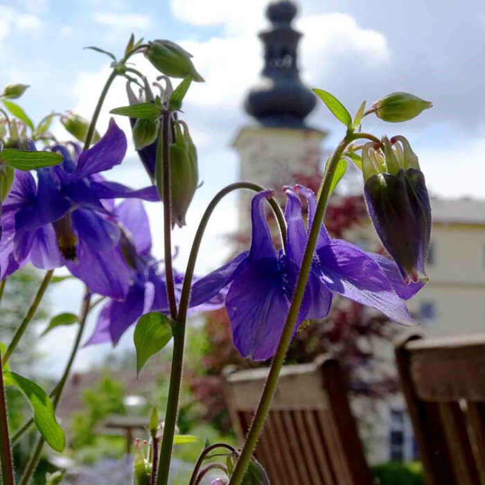 Den Frühsommer begrüsst die Akelei.