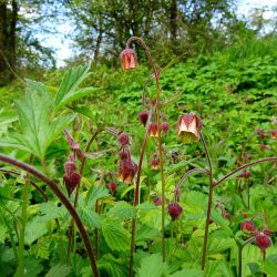 Bachnelkenwurz - ein freundlicher Wiesenbewohner I Wiesenwohl
