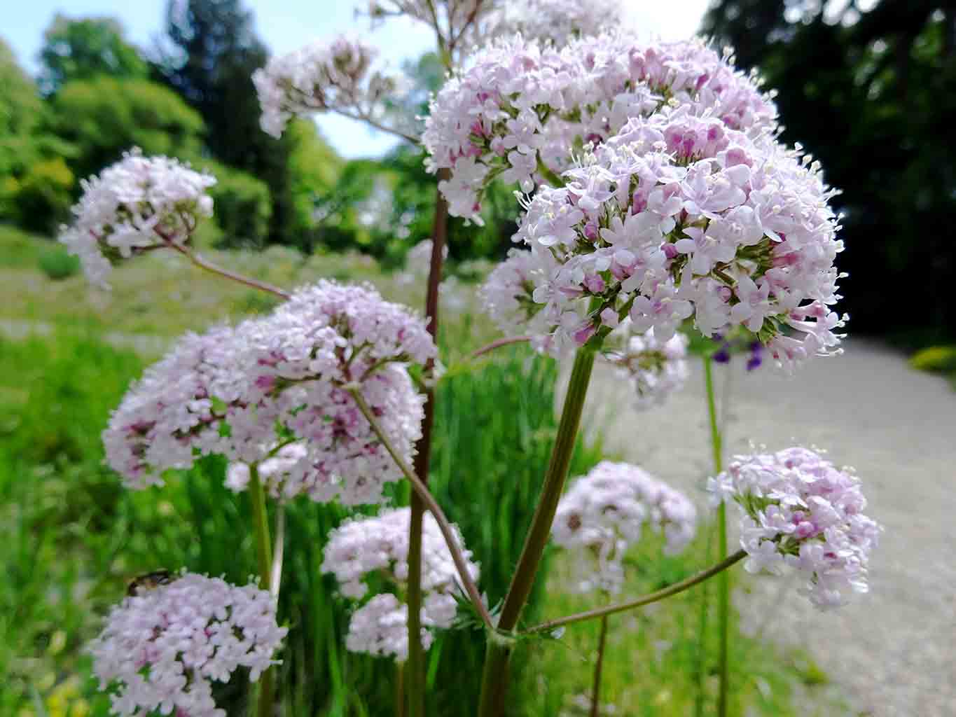 Baldrianwurzeln schaffen Ruhe.