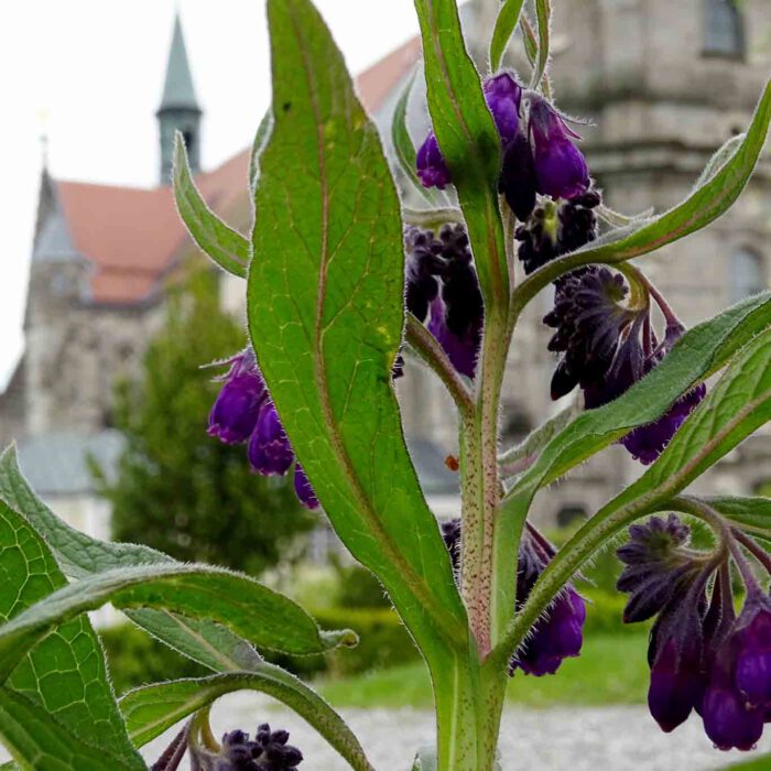 Beinwell mit der Stiftskirche Zwettl.