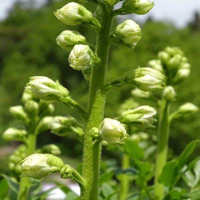 Knospen des weissblühenden Diptams.