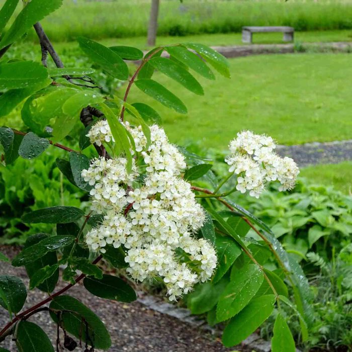 Eine regennasse Eberesche im Garten der Religionen.