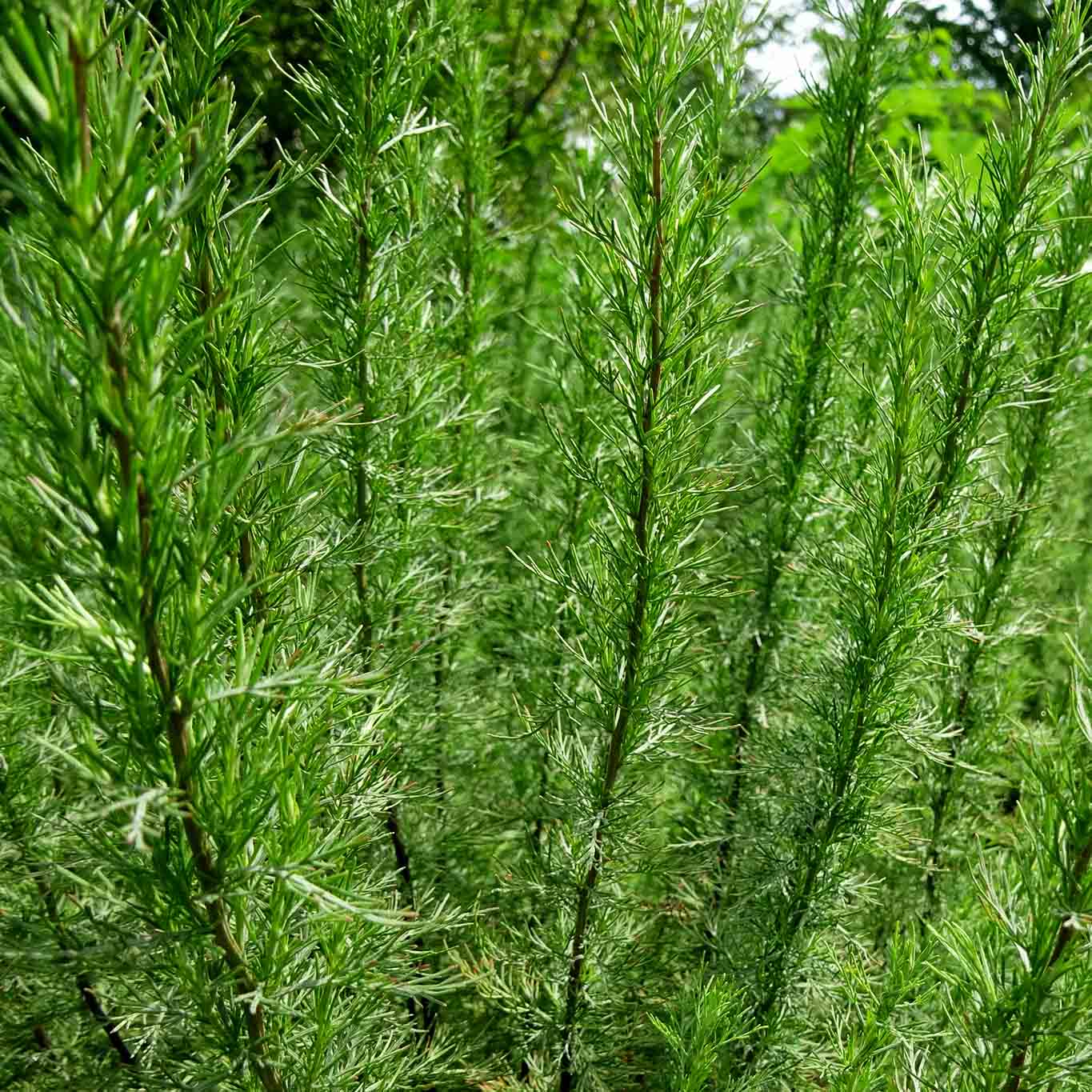 Eberraute wirkt wie die Wutz Wiesenwohl