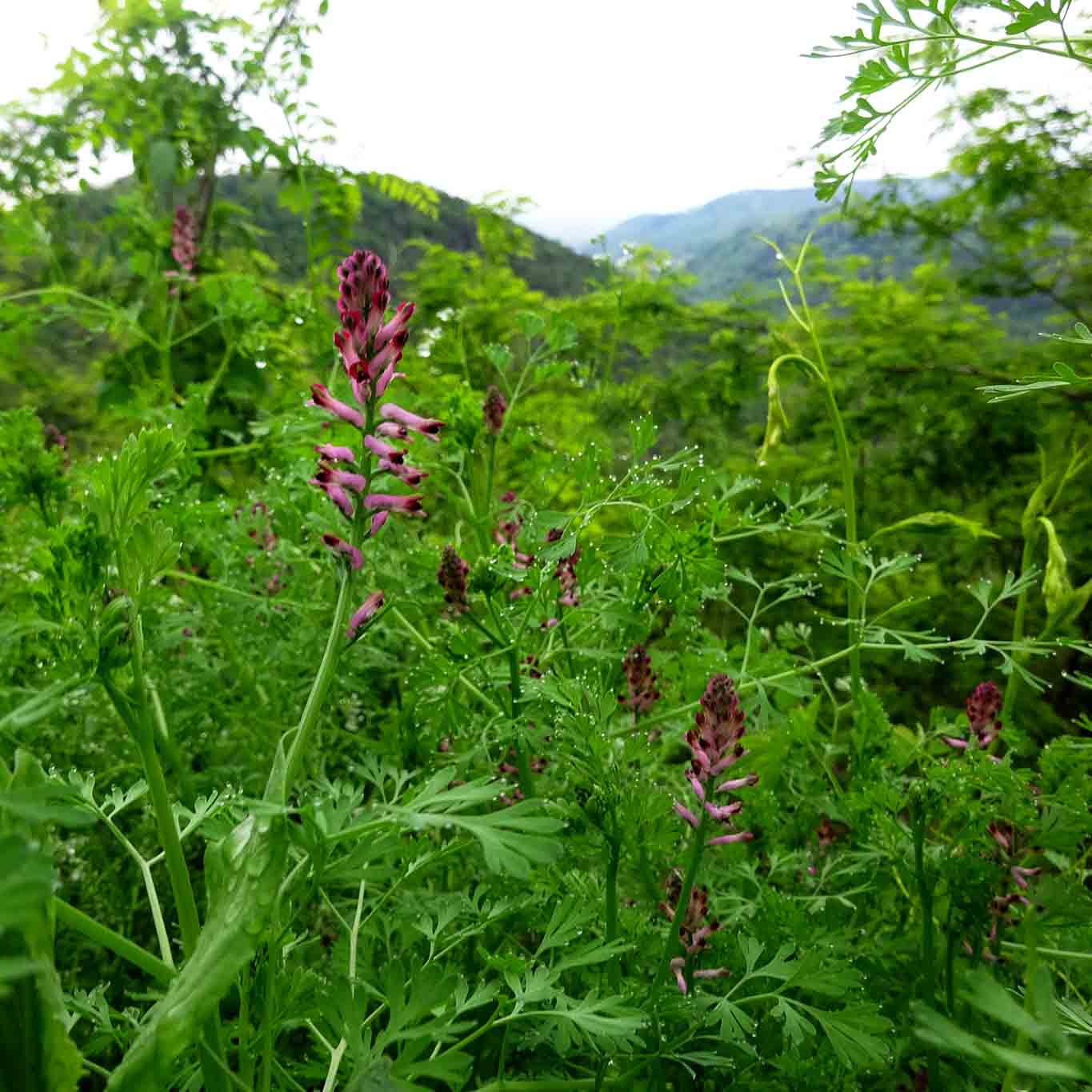 Erdrauch das Geheimnis der Wiese I Wiesenwohl
