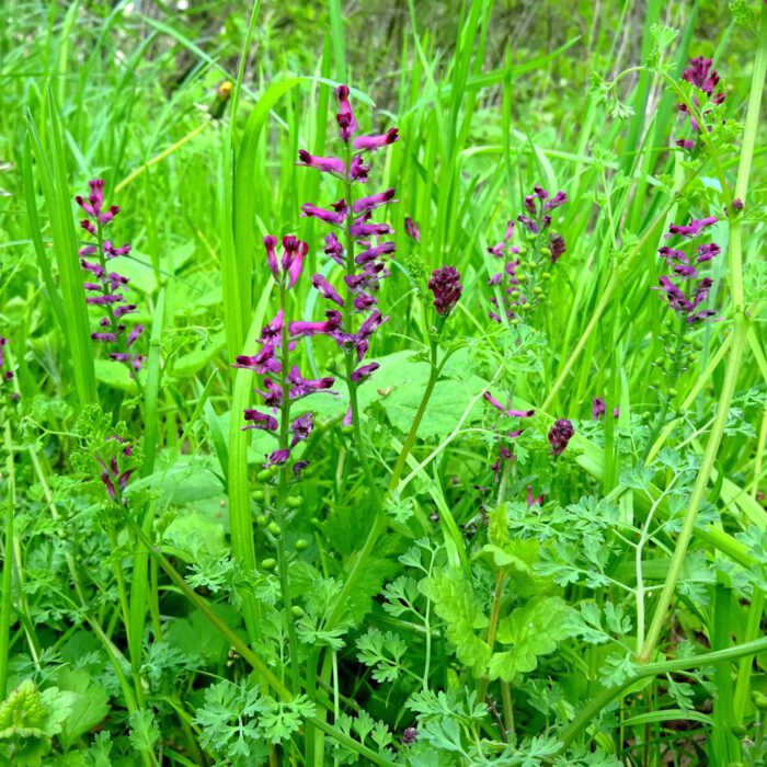 Völlig unscheinbar versteckt sich der Erdrauch in der Wiese.