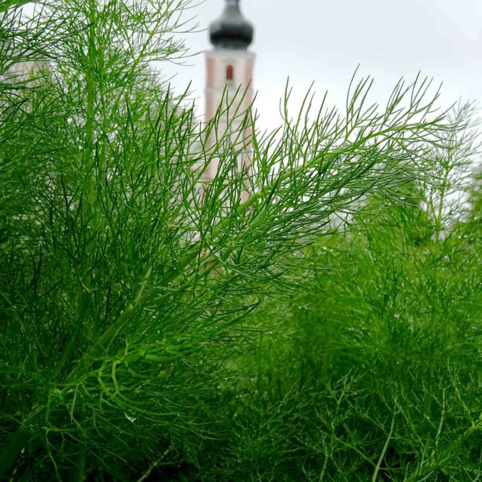 Fenchel mit Turm der Stiftskirche Geras.