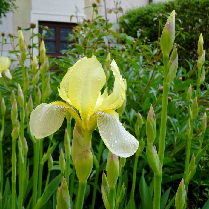 Ein besonders schöner Gartenschmuck sind die gelben Schwertlilien.