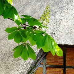 Die Kastanienblüten ragen wie Kandelaber am Astwerk der mächtigen Bäume empor.