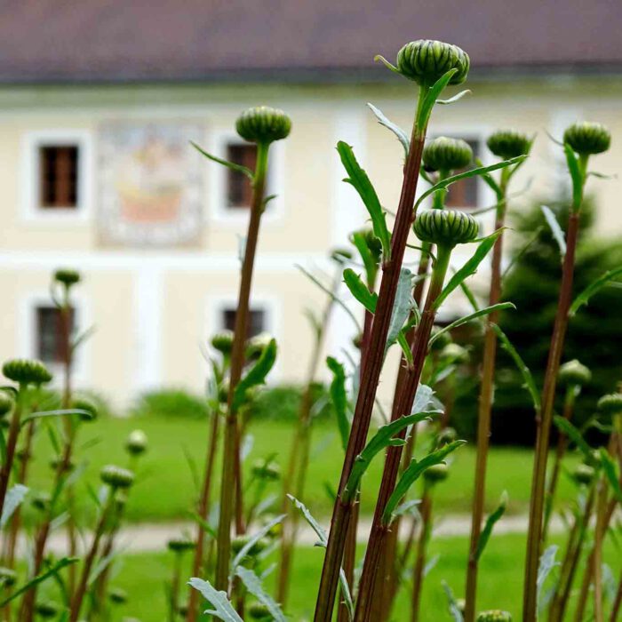 Margheriten im Stift Geras.