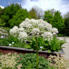 Phantastische Formenvielfalt in einer Blüte des Meisterwurzes.
