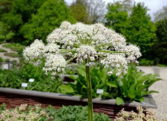 Phantastische Formenvielfalt in einer Blüte des Meisterwurzes.