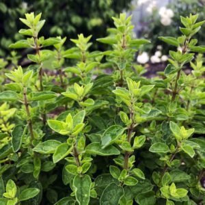 Tomatensauce ohne Oregano ist nahezu unvorstellbar. In der Heilkunde wurde er als Geburtshelfer eingesetzt.
