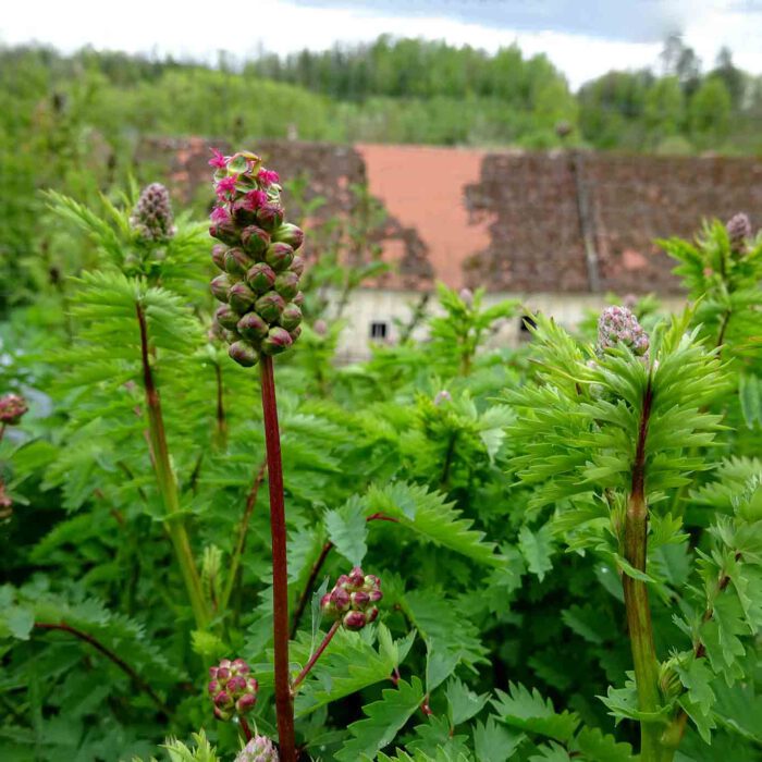 Pimpinelle auf den Terrassengärten Stift Zwettl.