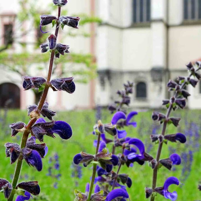 Wiesensalbei im Priorgarten zu Göttweig.