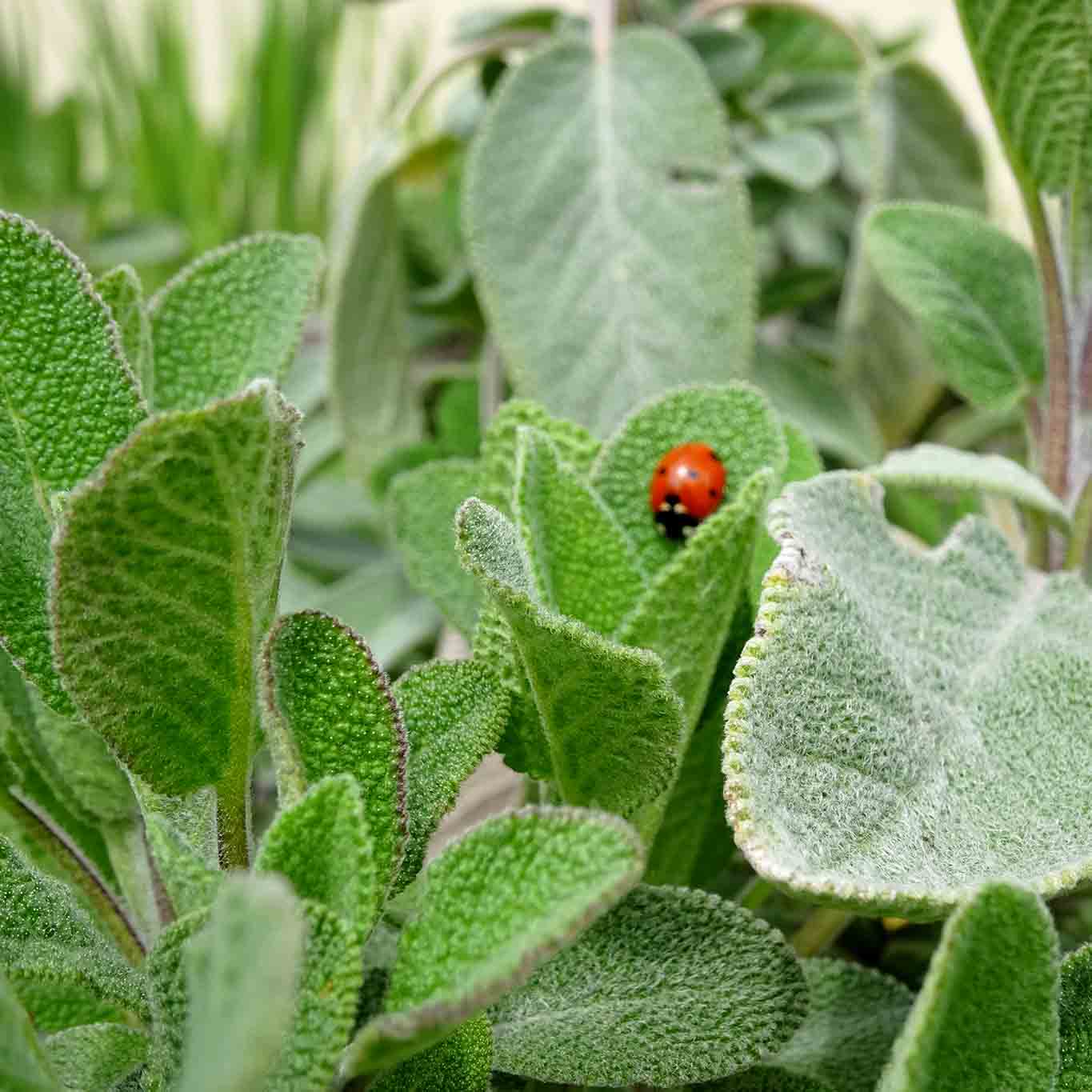 Salbei – der Retter aus dem Kräutergarten