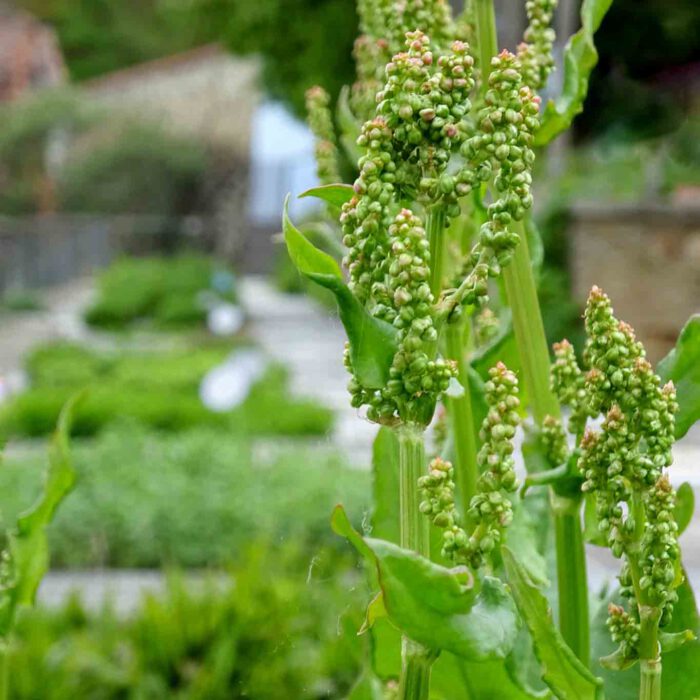 Sauerampfer in den Terrassengärten Stift Zwettl.